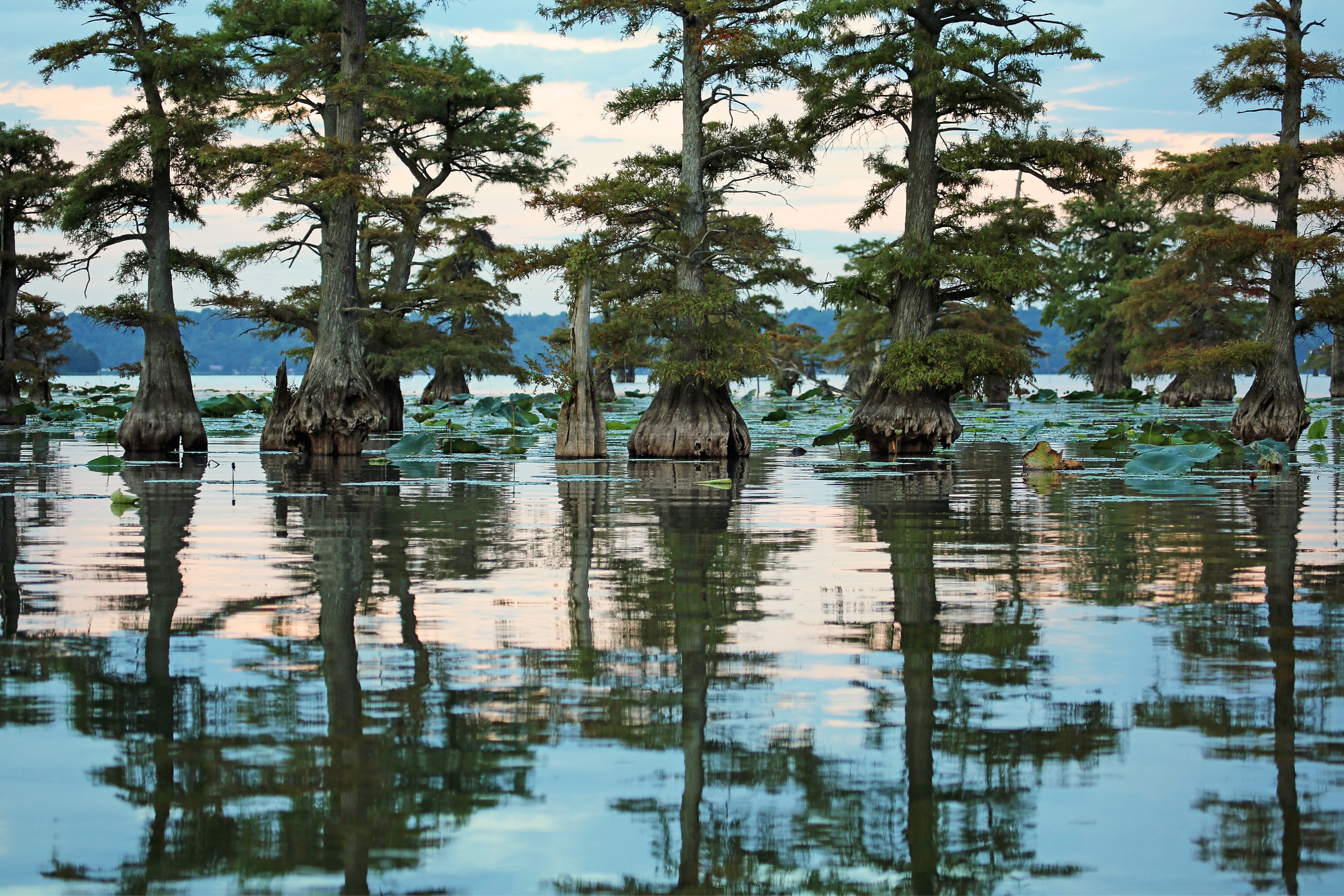 Reelfoot Lake