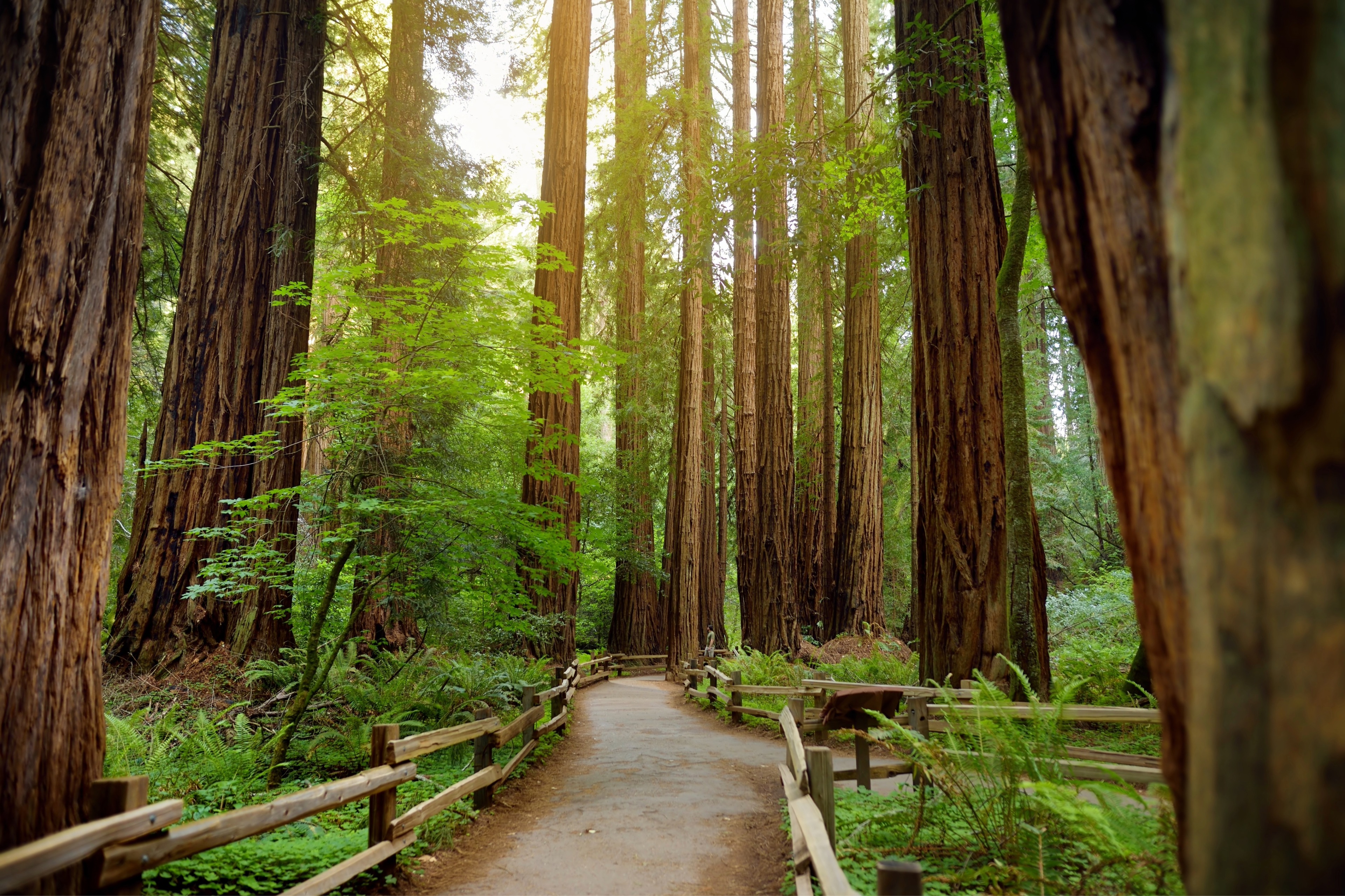 Redwood National Park