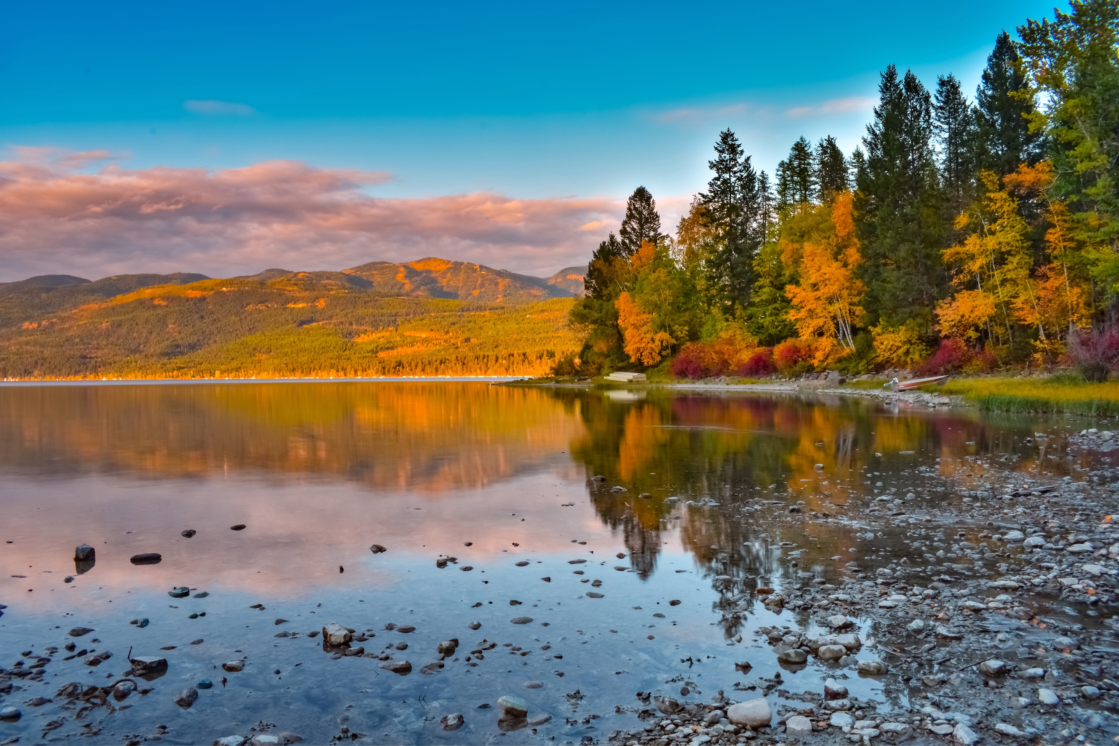 Whitefish