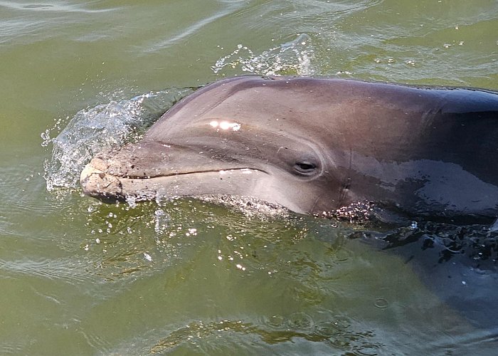 1 Hour Private Dolphin and Nature Tour